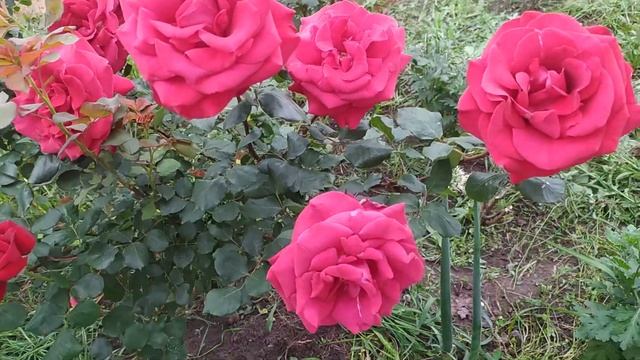 розы Эдит Пиаф и Гранд Аморе смотреть онлайн