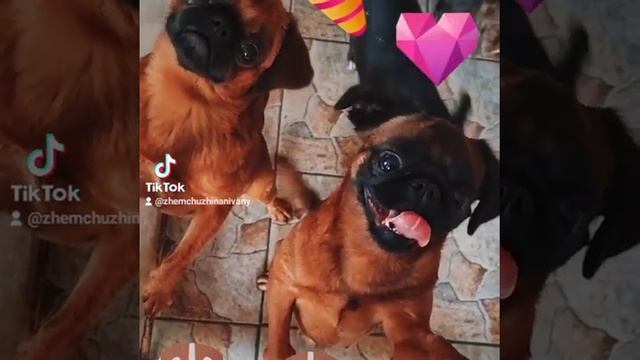 мои брабансоны смотреть онлайн