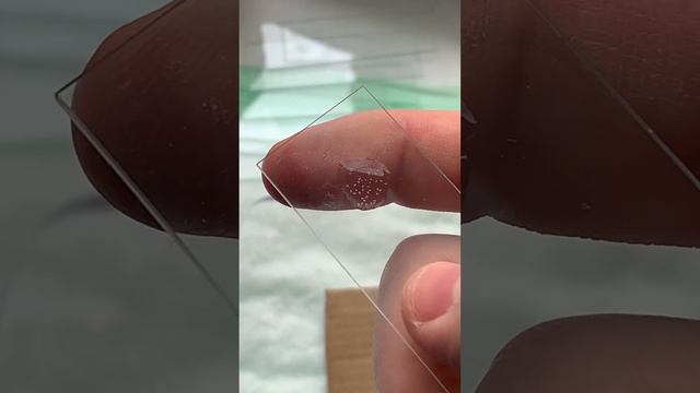 Новорожденные науплии артемии, разновидности морского планктона #наука #море смотреть онлайн