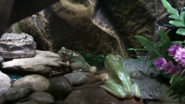 White's Tree Frog Terrarium Setup смотреть онлайн