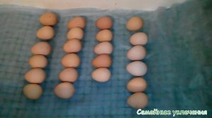 ЭКСПЕРИМЕНТ! Инкубация яиц цесарок! Яйцам 1,5-2 недели!