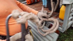 Показываем Снаряжение для лазания по деревьям по просьбам зрителей