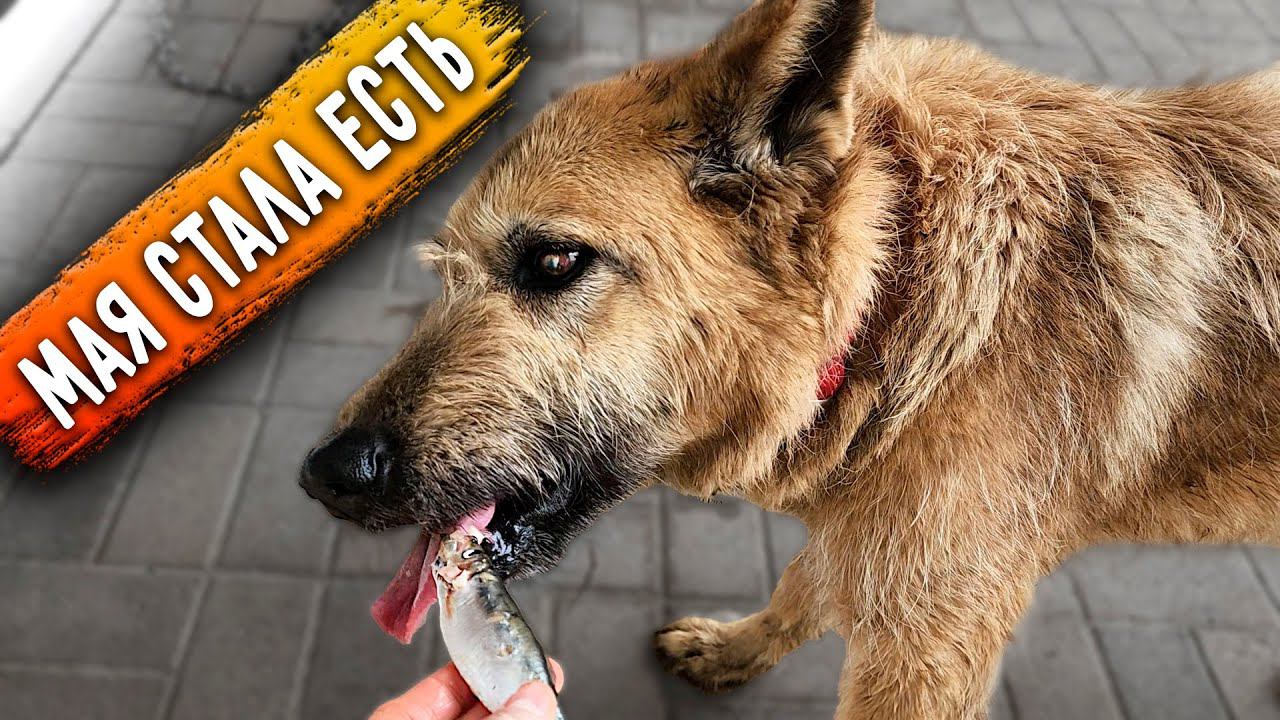 Удивительно! Но Мая стала есть. Купили 200 кг мяса для животных. Кокосик и Томас идут на поправку. смотреть онлайн