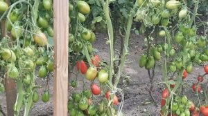 Сорт томата Чио-чио-сан. Идеальный вариант для цельноплодного консервированная.