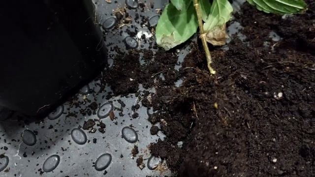 Гортензии с АВИТО.Разочарование... смотреть онлайн