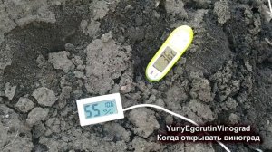 ? Когда открывать виноград весной от зимнего укрытия. Сроки, условия, температура воздуха и грунта.