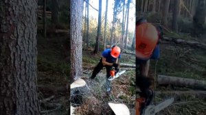работа вальщика леса