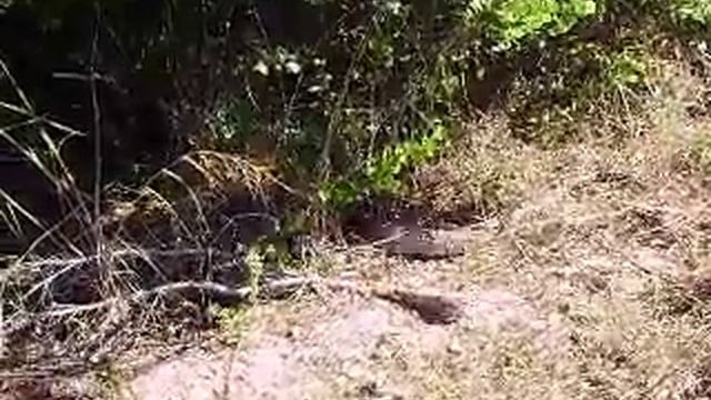 South Florida Wild Python смотреть онлайн