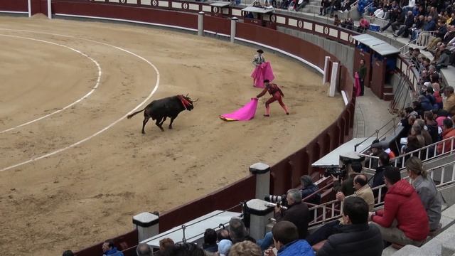 Самые разъяренные домашние быки в деле!