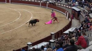 Самые разъяренные домашние быки в деле!