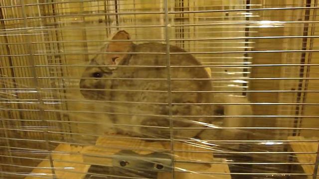 шиншилла Пуша и палец смотреть онлайн