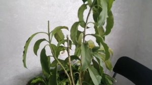 #Хойя Мультифлора #уход #размножение хойи