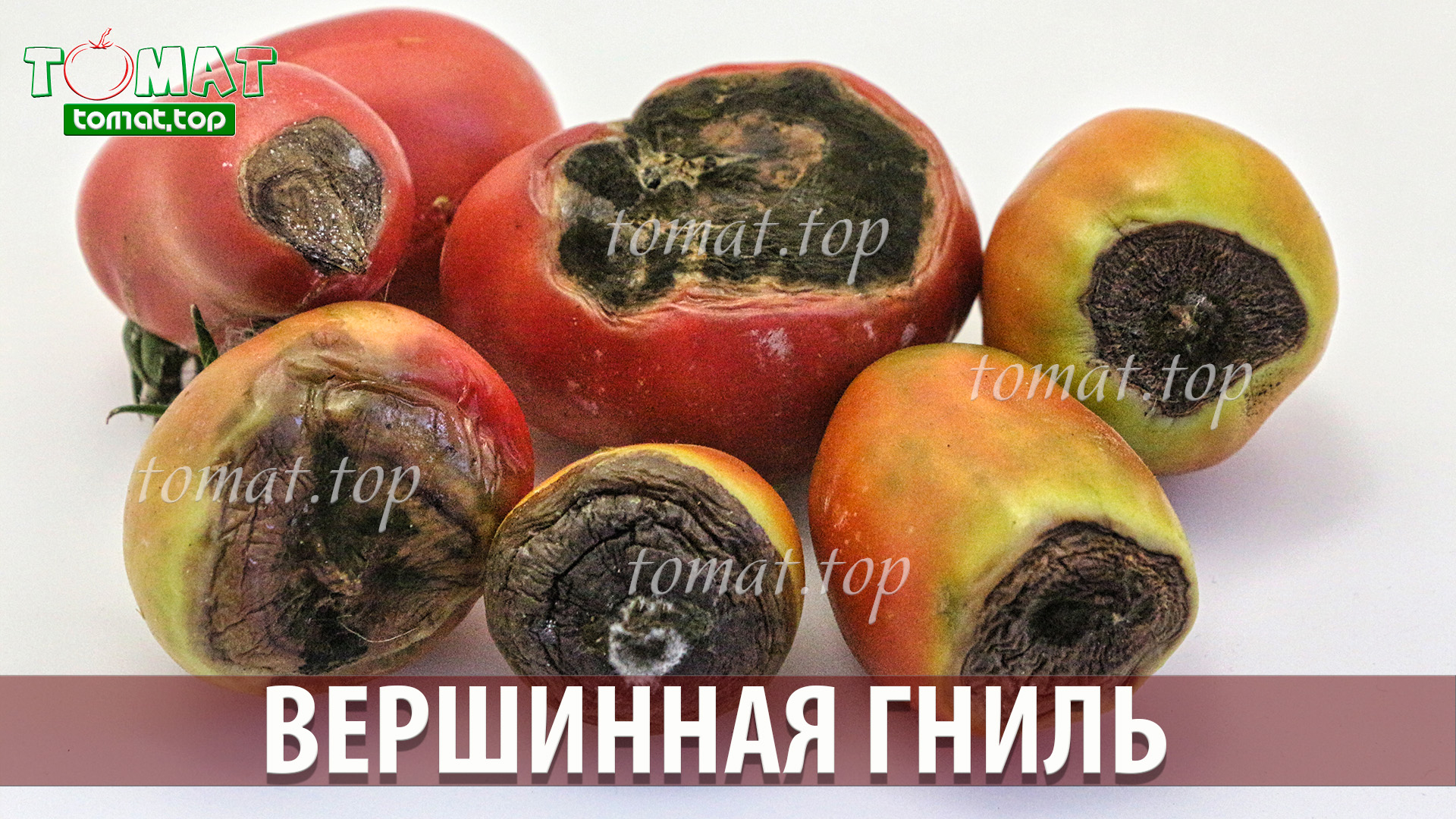 Вершинная гниль на плодах томатов. Личные выводы и какие методы борьбы применяю смотреть онлайн