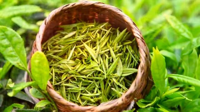 ЗЕЛЕНЫЙ ЧАЙ - ПОЛЬЗА И ВРЕД | Зеленый чай вымывает кальций? смотреть онлайн