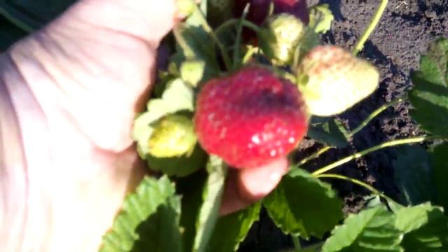 Вима Ксима- поздний сорт нашей коллекции.