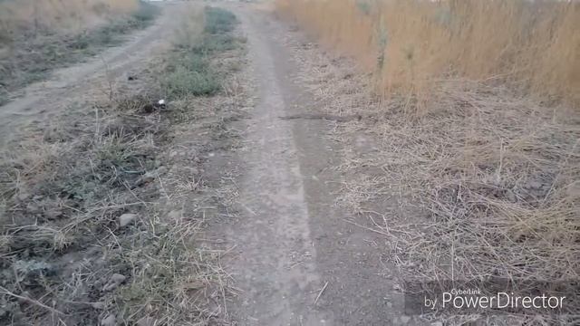 Желтобрюхий полоз смотреть онлайн
