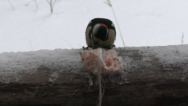 Ресторан для птиц . Restaurant for birds . смотреть онлайн