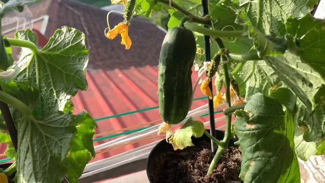 Огурцы на подоконнике ( балконе). Огурец ,,БАЛКОНЧИК’’. Мой первый опыт смотреть онлайн