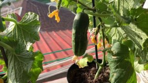 Огурцы на подоконнике ( балконе). Огурец  ,,БАЛКОНЧИК’’. Мой первый опыт