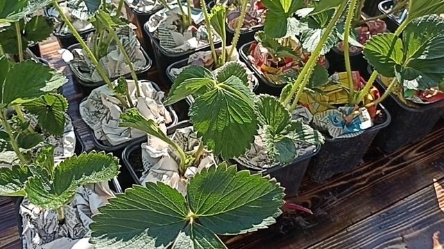 НАБОРЫ 6 СОРТОВ КСД + 2 БОНУСА // ВАЦАП ДЛЯ ЗАКАЗА 8-915-245-81-59 ПИСЬМЕННО смотреть онлайн