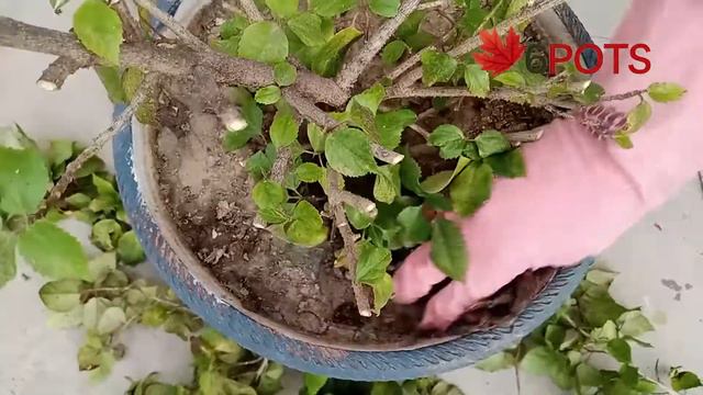 How to save dying HIBISCUS Plant || HIBISCUS Plant care || care of china rose plant | gudhal ki car смотреть онлайн