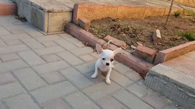 Чихуахуа удивительный мальчик смотреть онлайн