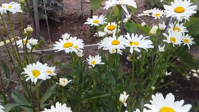 Ромашка В саду смотреть онлайн