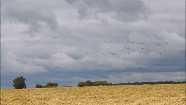 Журавли, сентябрь 2019 смотреть онлайн