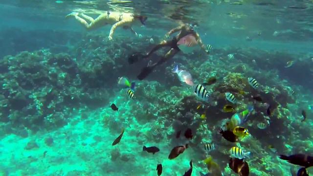 Рыбки красного моря / Fish from the Red Sea смотреть онлайн