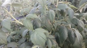 Прищипка ремонтантных сортов малины. Увеличение урожайности