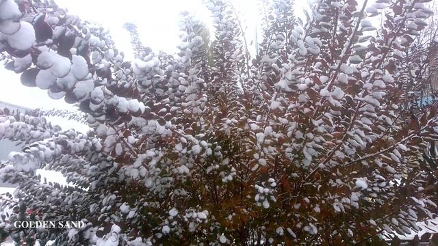 Матрица Гаряева?Антипаразитарная + Очищение печени?Garyaev Matrix?Antiparasitic + Liver Cleansing