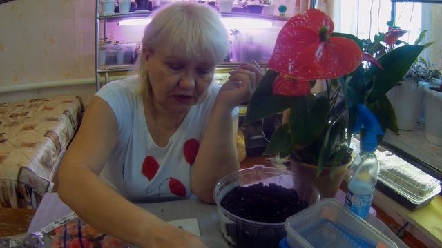 Бегония. Ставлю клубни на проращивание смотреть онлайн