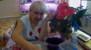 Бегония. Ставлю клубни на проращивание