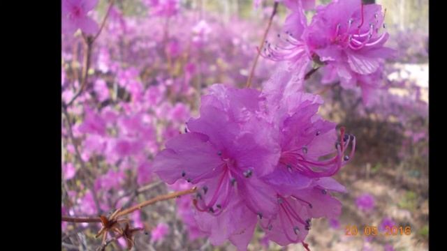 Забайкальский багульник. смотреть онлайн