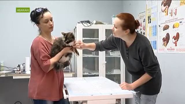 День кошек: какие лучше - породистые или дворовые смотреть онлайн