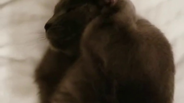 Кот прикрывает ущи смотреть онлайн