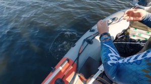 Эта дешёвая приманка уделала всех. Щука на спиннинг 2022