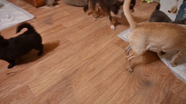 Длинношерстные щенки чихуахуа в продаже шоколадные смотреть онлайн