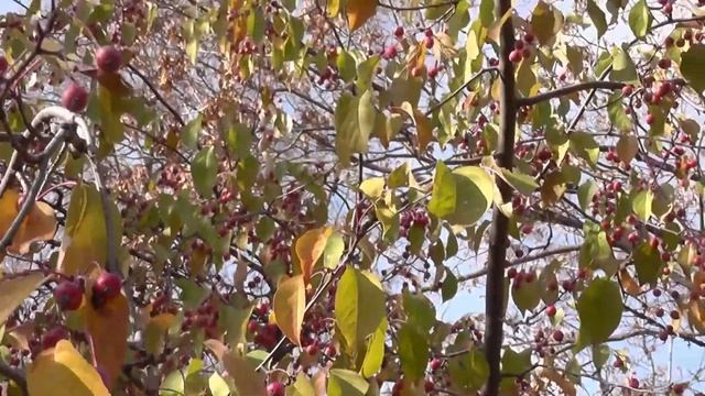 Ульяновск , Венец, солнышко в октябре смотреть онлайн