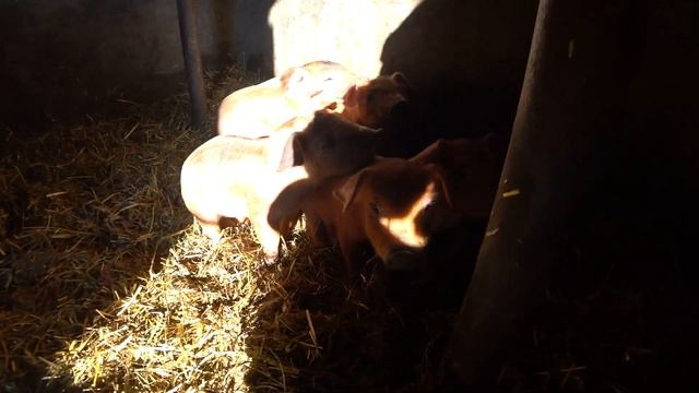 взвешиваем поросёнка породы Дюрок в 18 дн. первый мороз -16 градусов. смотреть онлайн