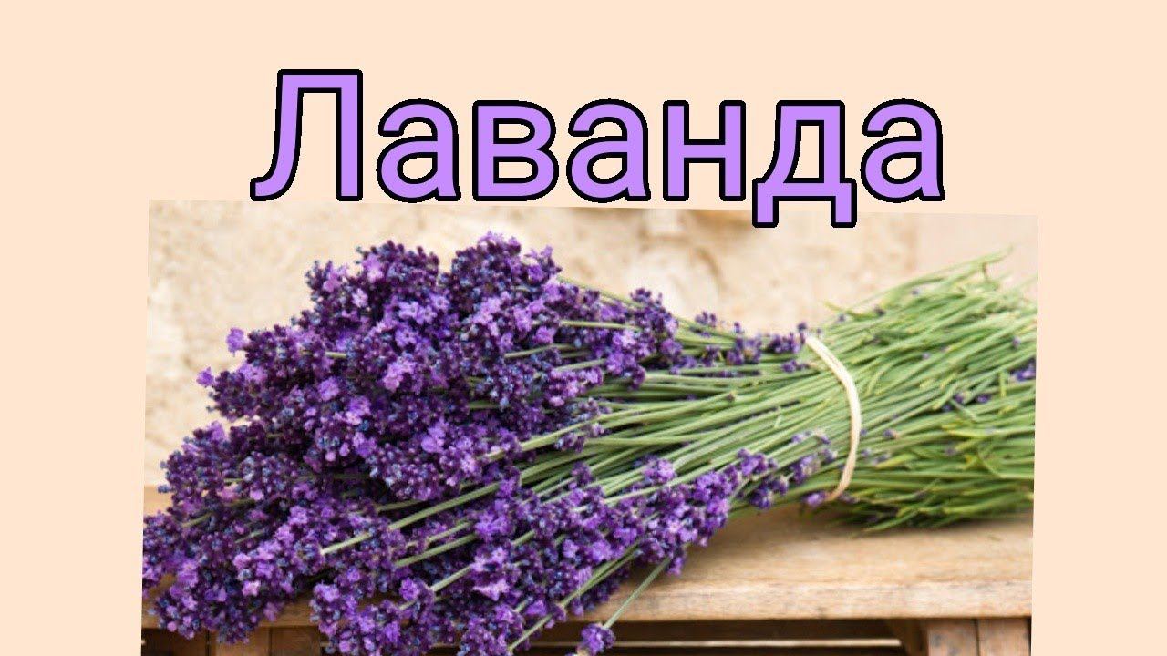 Пора сажать Лаванду. смотреть онлайн