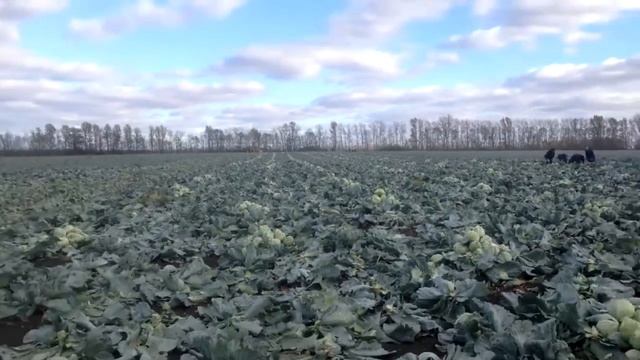 капуста прямой посев смотреть онлайн