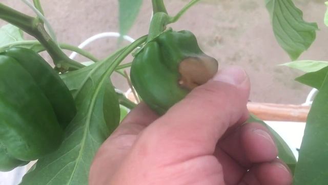 Как формировать перец и в чем причина вершинной гнили? смотреть онлайн