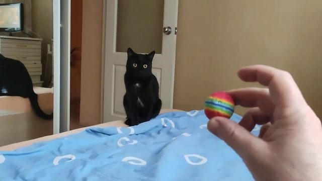 Кот играет с мячиком смотреть онлайн