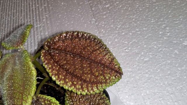 Pilea Involucrata смотреть онлайн