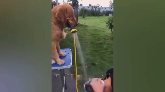 📹 Самые новые смешные животные 2023😂 Смешные коты и собаки - Animal Club смотреть онлайн