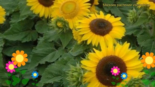 Подсолнечник карликовый Санспот. Краткий обзор, описание характеристик Helianthus Annuus Sanspot