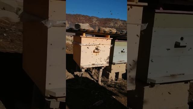 ПЧЕЛЫ Мои!!! Немного о моих пчелах в этой зимой 28 ноябрь 2020 год моя пасека в горах смотреть онлайн