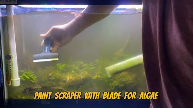 Cleaning A Dirty Aquarium - Fish Tank Maintenance