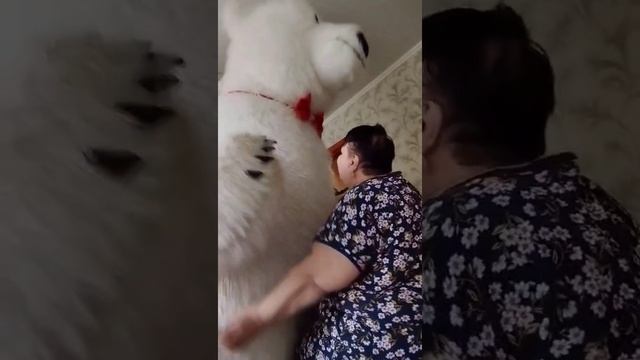 Мишка Умка ? помог поздравить любимую♥️ тёщу с днём рождения дарите близким людям, радость, любовь смотреть онлайн
